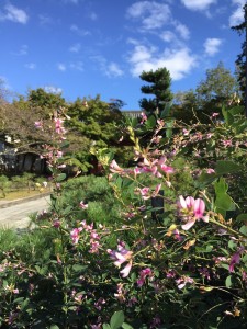 10月の花・和菓子